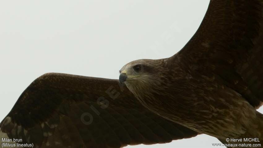 Black Kite (lineatus)