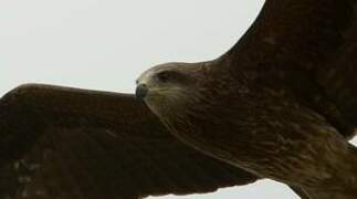 Black Kite (lineatus)