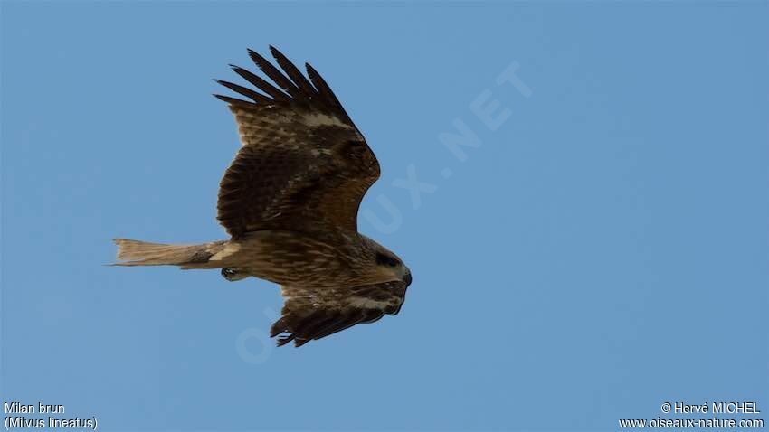 Black Kite (lineatus)