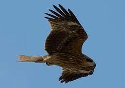 Black Kite (lineatus)