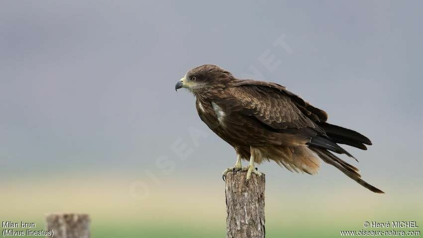 Black Kite (lineatus)