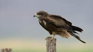 Black Kite (lineatus)