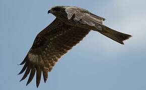 Black Kite (lineatus)