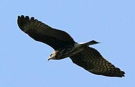 Snail Kite