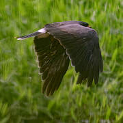 Snail Kite