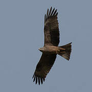 Black Kite