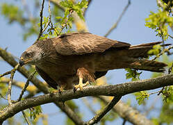 Black Kite