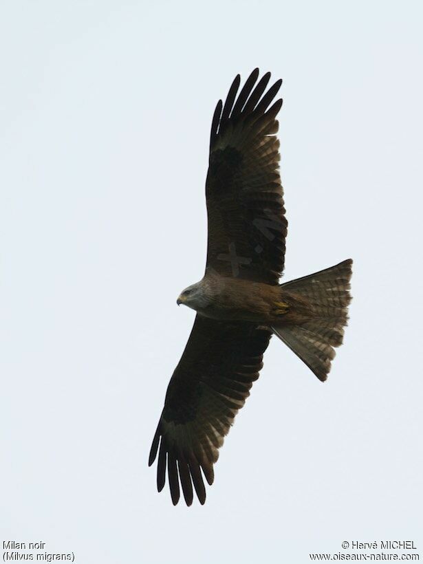 Black Kite