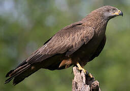 Black Kite