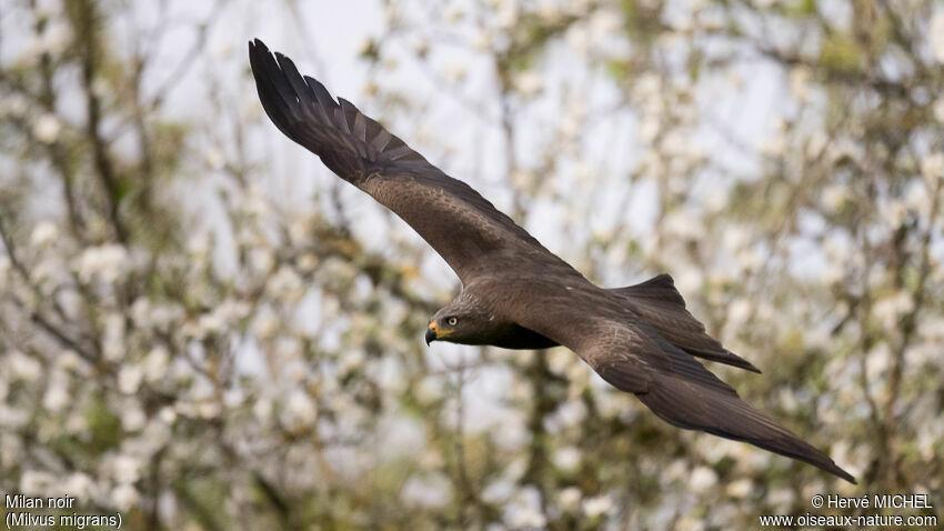 Black Kiteadult