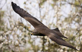 Black Kite