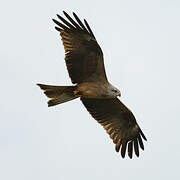 Black Kite