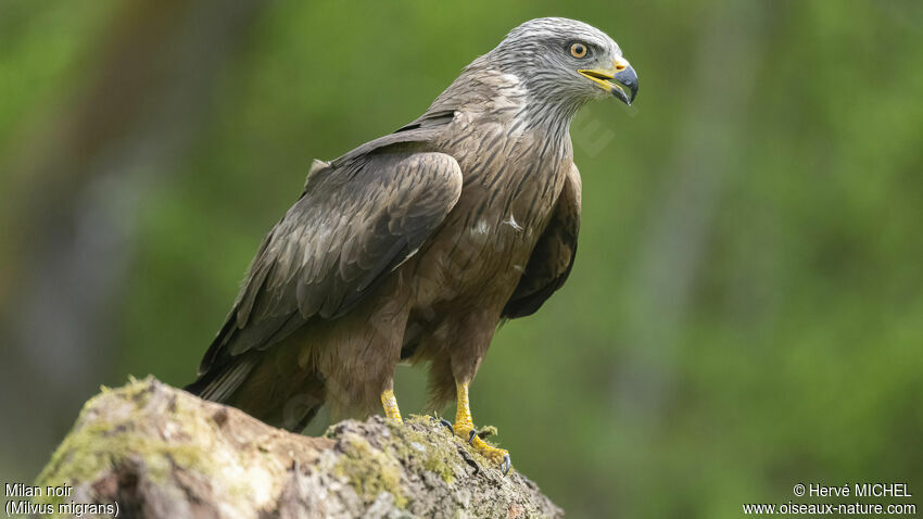 Black Kite