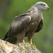 Black Kite