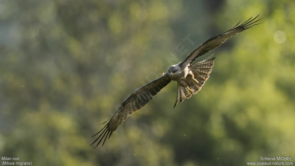 Black Kite