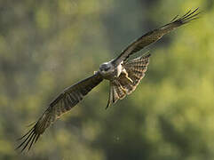 Black Kite