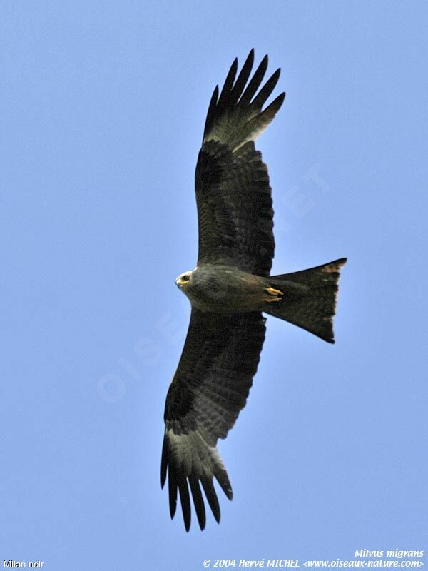 Black Kite