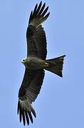 Black Kite