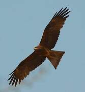 Black Kite