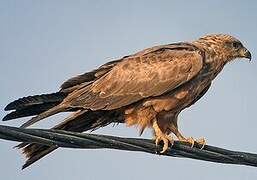 Black Kite