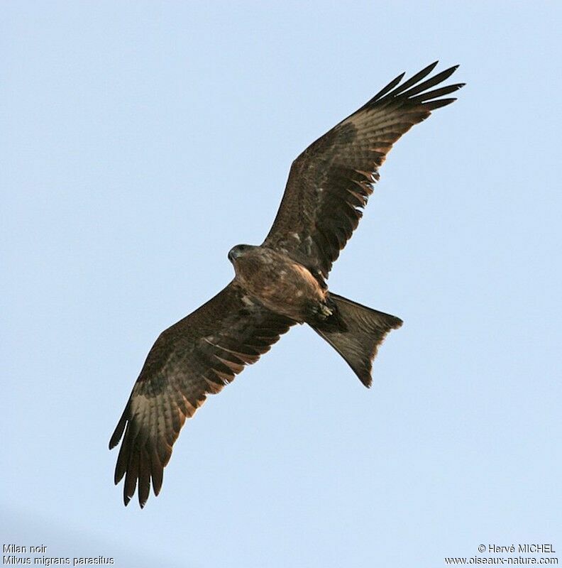 Black Kiteimmature, Flight