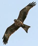 Black Kite