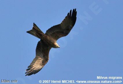 Black Kiteadult breeding