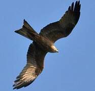 Black Kite