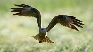 Black Kite