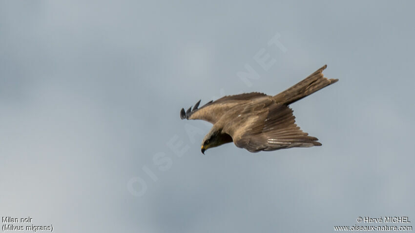 Black Kite