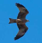 Black Kite