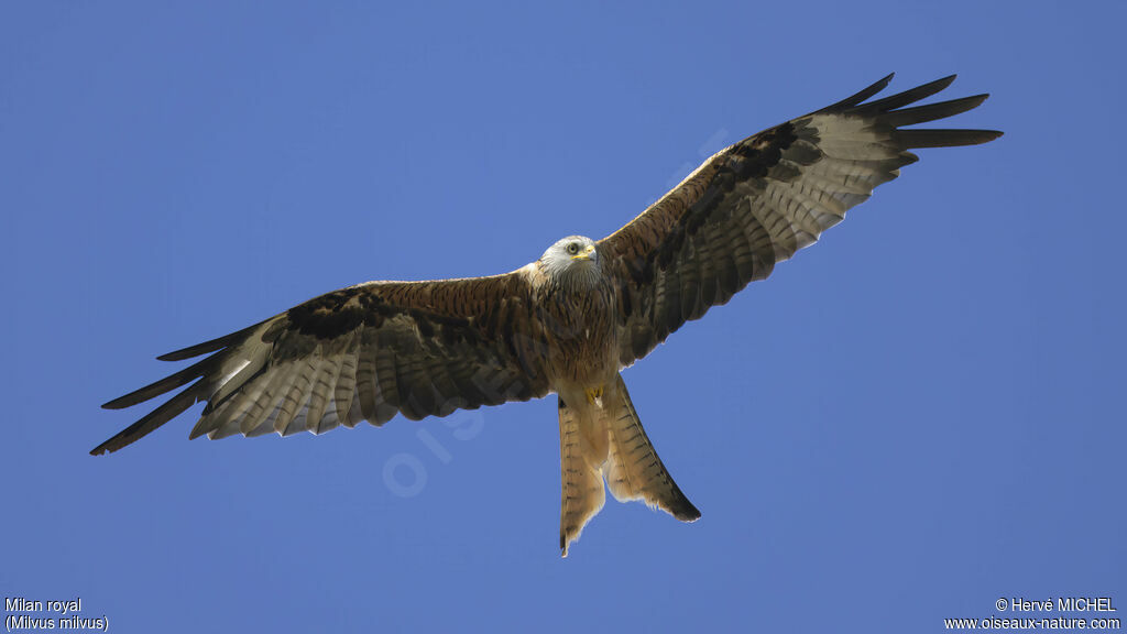 Red Kite