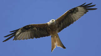 Red Kite