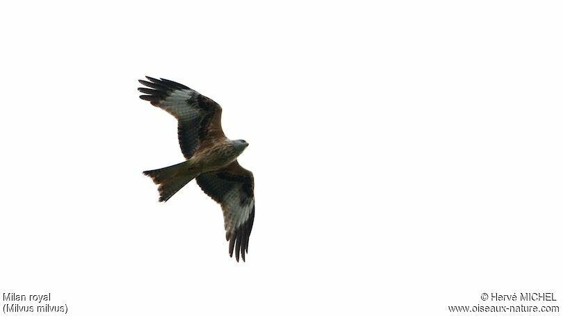 Red Kite