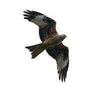 Red Kite