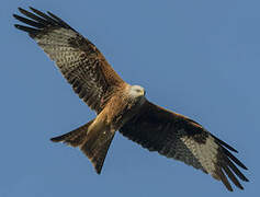 Red Kite