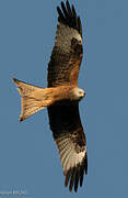 Red Kite