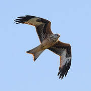 Red Kite