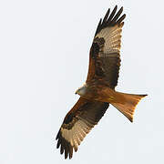 Red Kite