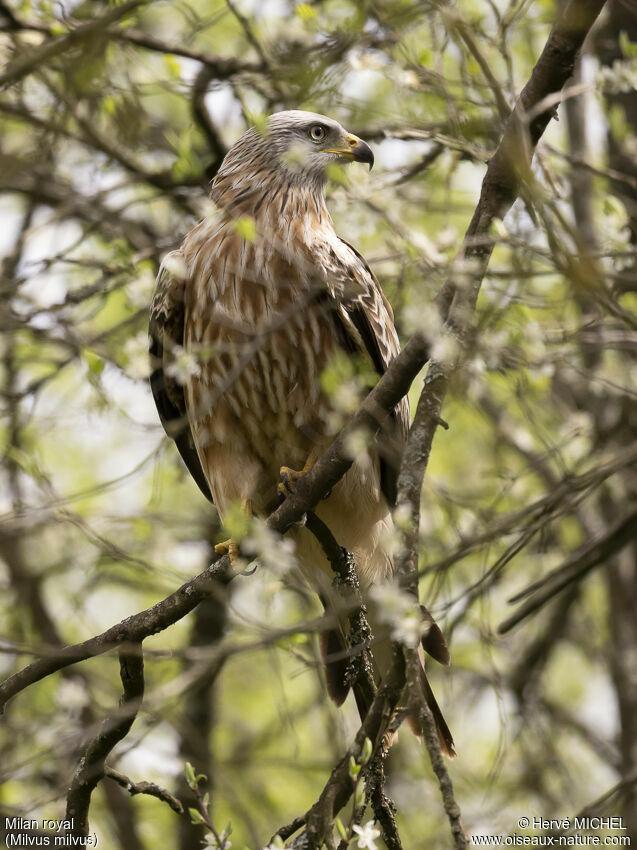 Red Kite