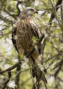 Red Kite