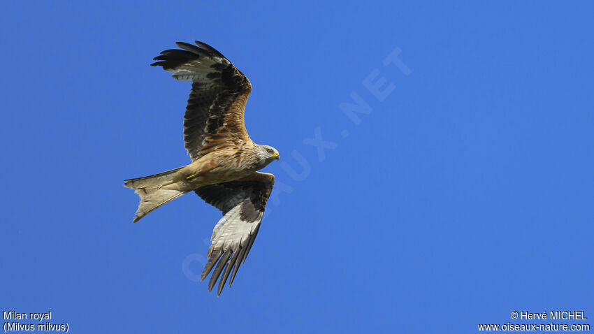 Red Kite