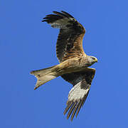 Red Kite