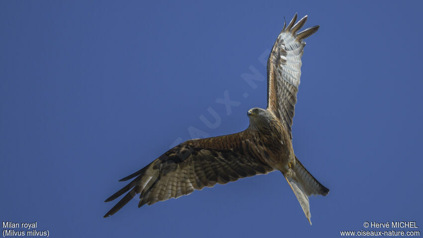 Red Kiteadult, moulting