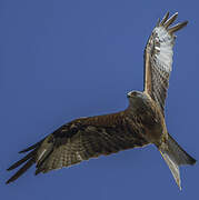 Red Kite