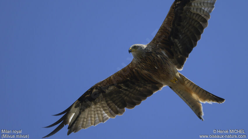 Red Kiteadult, moulting