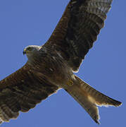 Red Kite