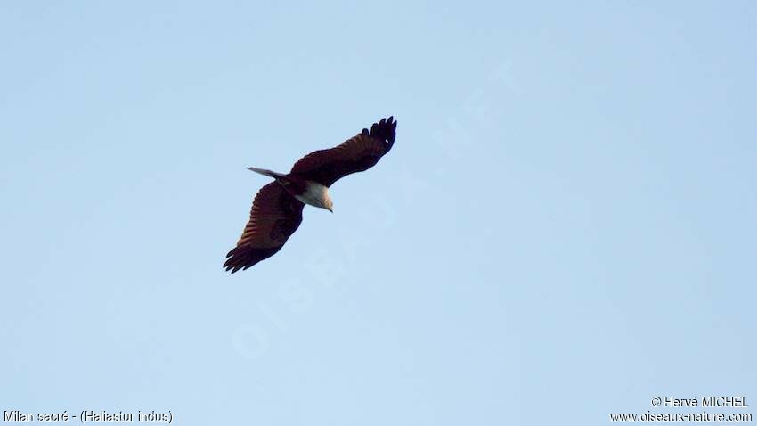 Brahminy Kiteadult