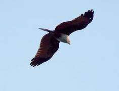 Brahminy Kite