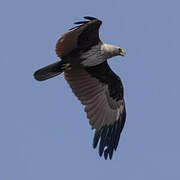 Brahminy Kite